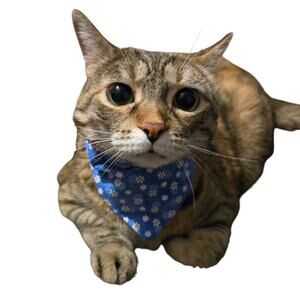 Handmade Blue Daisy Print Bandana Medium Pet Scarf Floral Cotton Tie On Neck